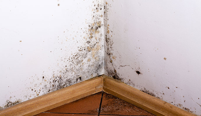 Black mold growth on wall corner Black mold growth on wall corner