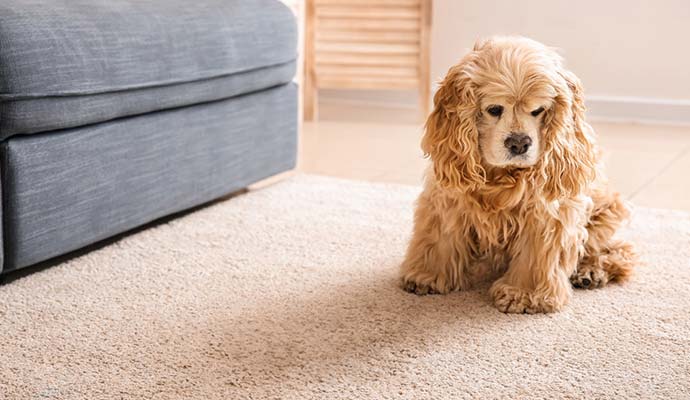 A pet is sitting on a rug A pet is sitting on a rug