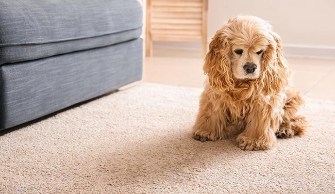 A pet dog is sitting on a clean rug