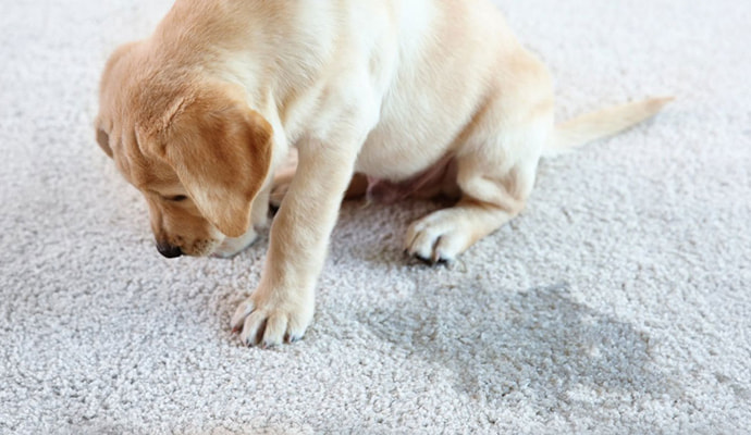 Pet stain on rug