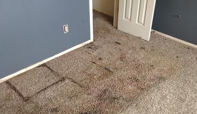 damaged and stained carpet