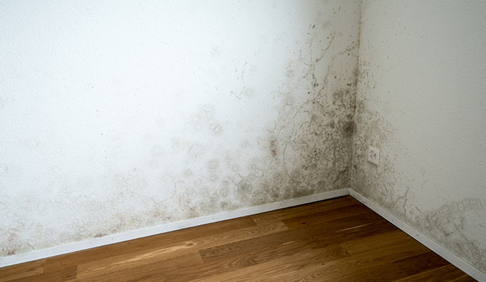 mold and mildew affected wall