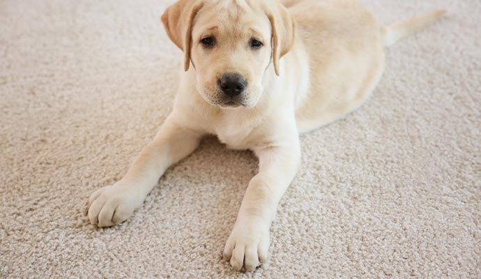 pet sitting on a carpet