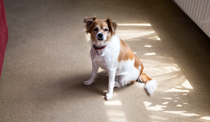 a dog sitting on a carpeted floor