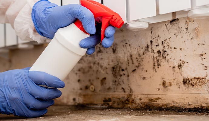 Commercial mold remediation service