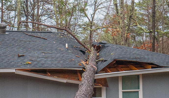 fallen tree on roof