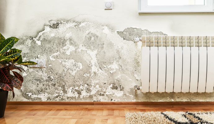 Visible mold on wall