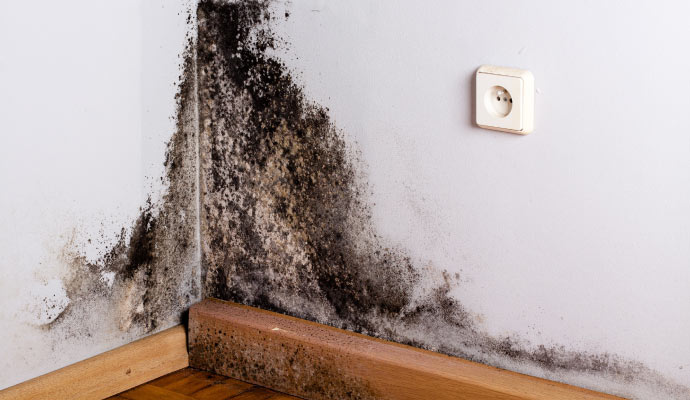 Visible mold on wall